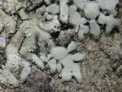 [Pyxine subcinerea]